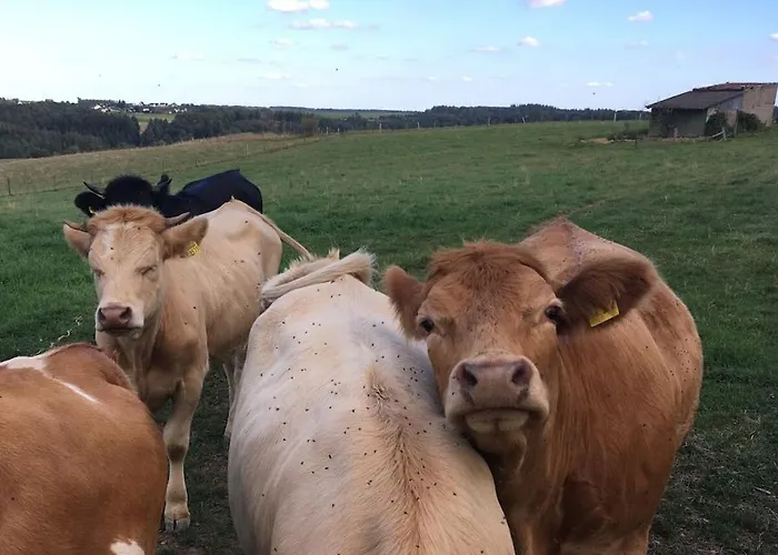 Eifelcottage Wren Ulmen